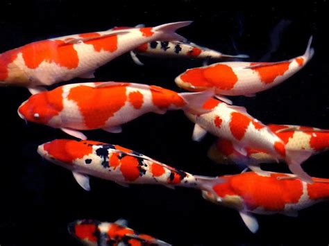 exported good quality japanese koi fish buy fishkoi fishjapanese