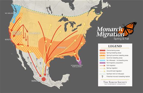 monarch butterfly spring migration