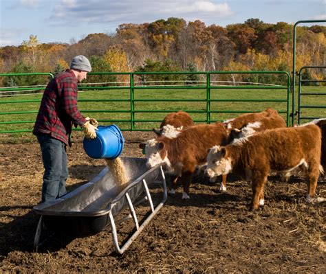 producing livestock feed   grid news