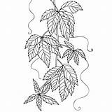 Grape Branch sketch template