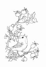 Bird Coloring Pages Choose Board Ink Rose Dog sketch template