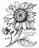 Sunflowers Gogh sketch template