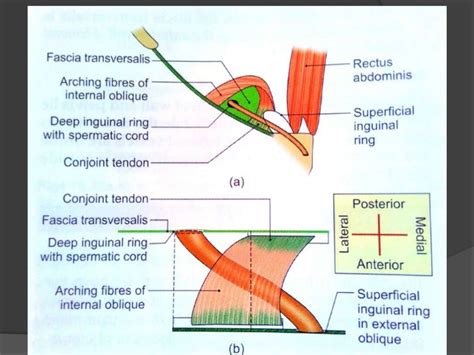 inguinal fold anatomy