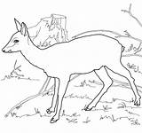 Deer Roe Coloring Pages Color sketch template