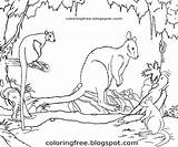 Australian Colouring Animals Outback Marsupial Kangaroo sketch template