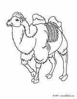 Camel Drawing Coloring Kids Pages Hellokids Getdrawings Animals Wild sketch template
