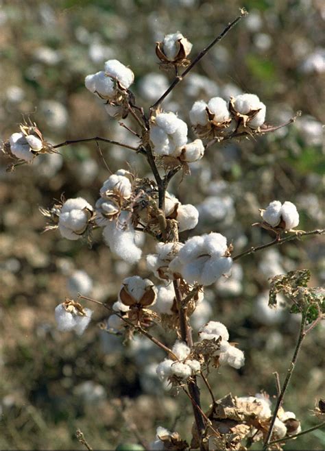 photo cotton plant cotton flower nature   jooinn