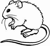 Rat Rats Clipartmag sketch template