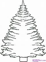 Pine Tree Coloring Draw Pages Step Drawing Christmas Trees Printable Kids Color Clipart Colouring Print Drawings Getdrawings Drawn Popular Eastern sketch template