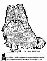 Sheepdog Shetland Sheltie Perros sketch template