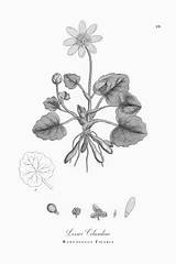 Ficaria Celandine Ranunculus Lesser sketch template