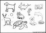 Clipart Coloring Pages Animal Vertebrate Sleeping Sheet Clipground Scrapbooking Template Templates Cliparts sketch template