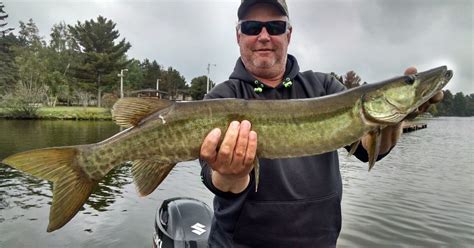 wisconsin  sport  musky fishing  evolved  preserve  fish  environment