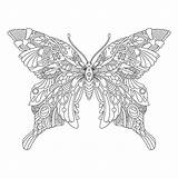Mandala Butterfly Coloring Adult Premium Ornamental Vector sketch template