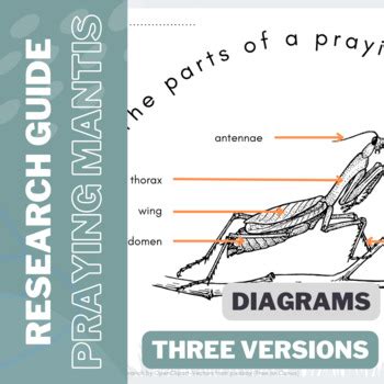 insect body parts diagram   praying mantis  teaching resources  aj