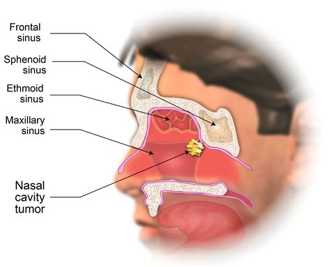 diagram human nasal diagram mydiagramonline