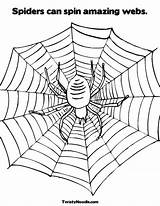 Coloring Spider Web Spin Spiders Webs Pages Sheet Worksheet Legs Book Incredible Drawing Amazing Spinning Template Print Ww Socks Crab sketch template