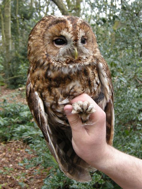 tawnyowl tawny owl owl animals