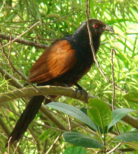 discover srilanka sri lanka birds [ the coucal ]