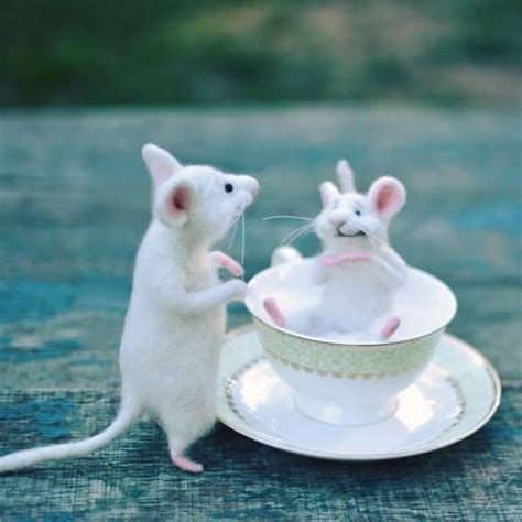 White Mice Mouse In The Cup Cute Mouse Mouse On The