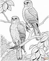 Coloring Hawks Hawk Pages Animals Perched Two Supercoloring Birds sketch template