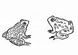 Crapaud Ranas Rane Kikkers Frosch Frösche Froesche Malvorlage sketch template