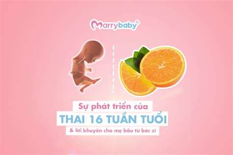 Top 15 Thai 16 Tuần Nặng Bao Nhiêu Mới Nhất Năm 2022 Eu Vietnam