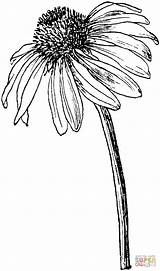 Flower Coneflower Echinacea Drawings Coloring Drawing Ink Pen Clipart Flowers Sketches Simple Purple Printable Pages Easy Cone Plant Line Outline sketch template