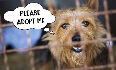 fabulous reasons  adopt  rescue dog tiny terrier