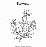 Alpinum Edelweiss Leontopodium sketch template