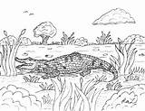 Alligator Coloring Pages Sarcosuchus American Crocodile Prehistoric Robin Great Template sketch template