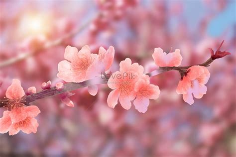 peach blossom background images hd pictures   vectors  lovepikcom
