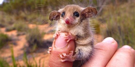 smallest mammals   world  tiniest mammals ranked