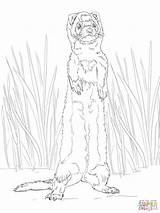 Ferret sketch template
