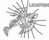 Coloring Lionfish Pages Color Kids Animals 71kb 543px Printable Library sketch template