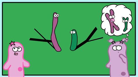 115 best amoeba sisters images images on pinterest sisters images life science and physical