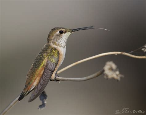 interesting poses   rufous hummingbird feathered photography