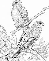 Coloring Pages Falcon Bird Realistic Tree Printable Birds Animal Gif Canary Print Pdf Trees Colors Woodburning sketch template