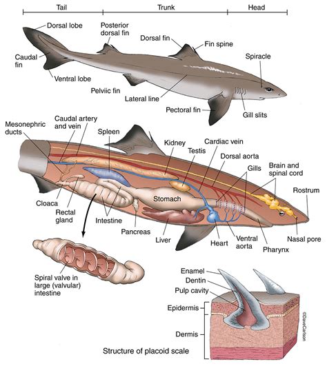 shark anatomy dogfish carlson stock art