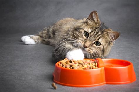 reasons   cat   eating bartlett vet hillcrest animal