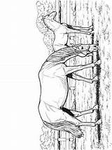 Paarden Pferde Colorare Cavalli Paard Ausmalbilder Pferdebild Malvorlage Zo Stimmen Stemmen 1034 1025 1041 sketch template