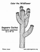 Cactus Saguaro Coloring Template Exploringnature sketch template