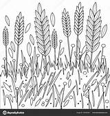 Colorare Grano Campo Cereali Frumento Barley sketch template
