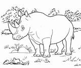 Rhino Rhinoceros Wildlife Coloringpagesfortoddlers sketch template