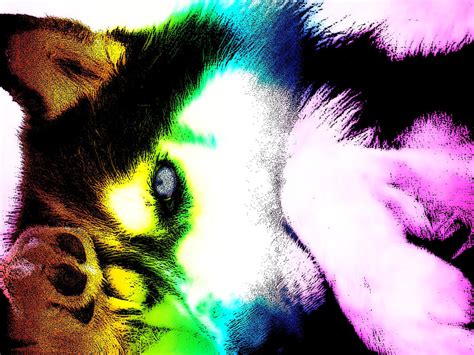 rainbow wolf  mizzluna  deviantart