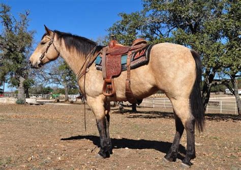 western riding tack western horse saddles cowboy horse  beautiful animals beautiful