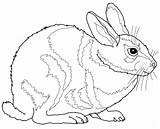 Rabbit Rabbits Onlinecoloringpages sketch template