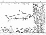 Shark Reef sketch template