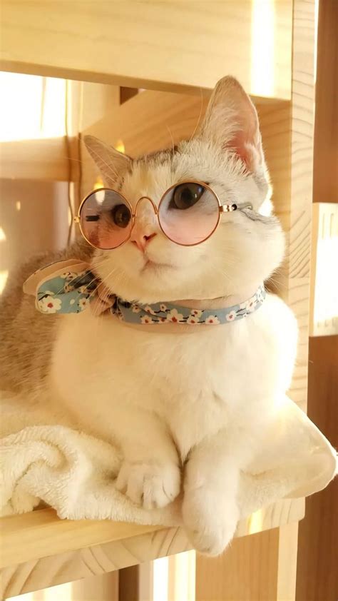 lovely pet cat glasses cute baby animals cute animals cute cat memes