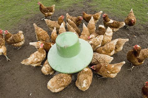 raising chicken supplies small farms